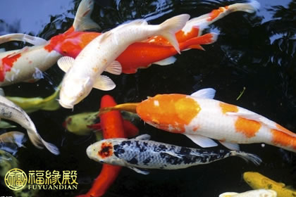 解析：養(yǎng)錦鯉的風(fēng)水有何講究？(圖文)