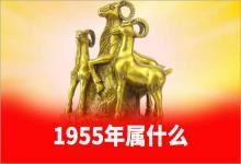 1955年屬什么生肖屬相是羊