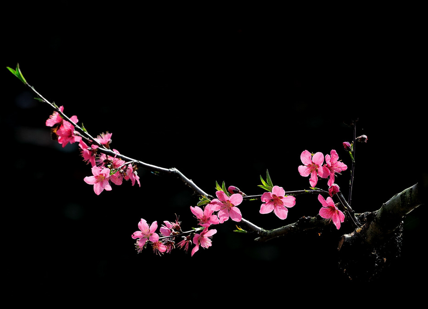 八字桃花種類_什么八字桃花旺_八字算桃花