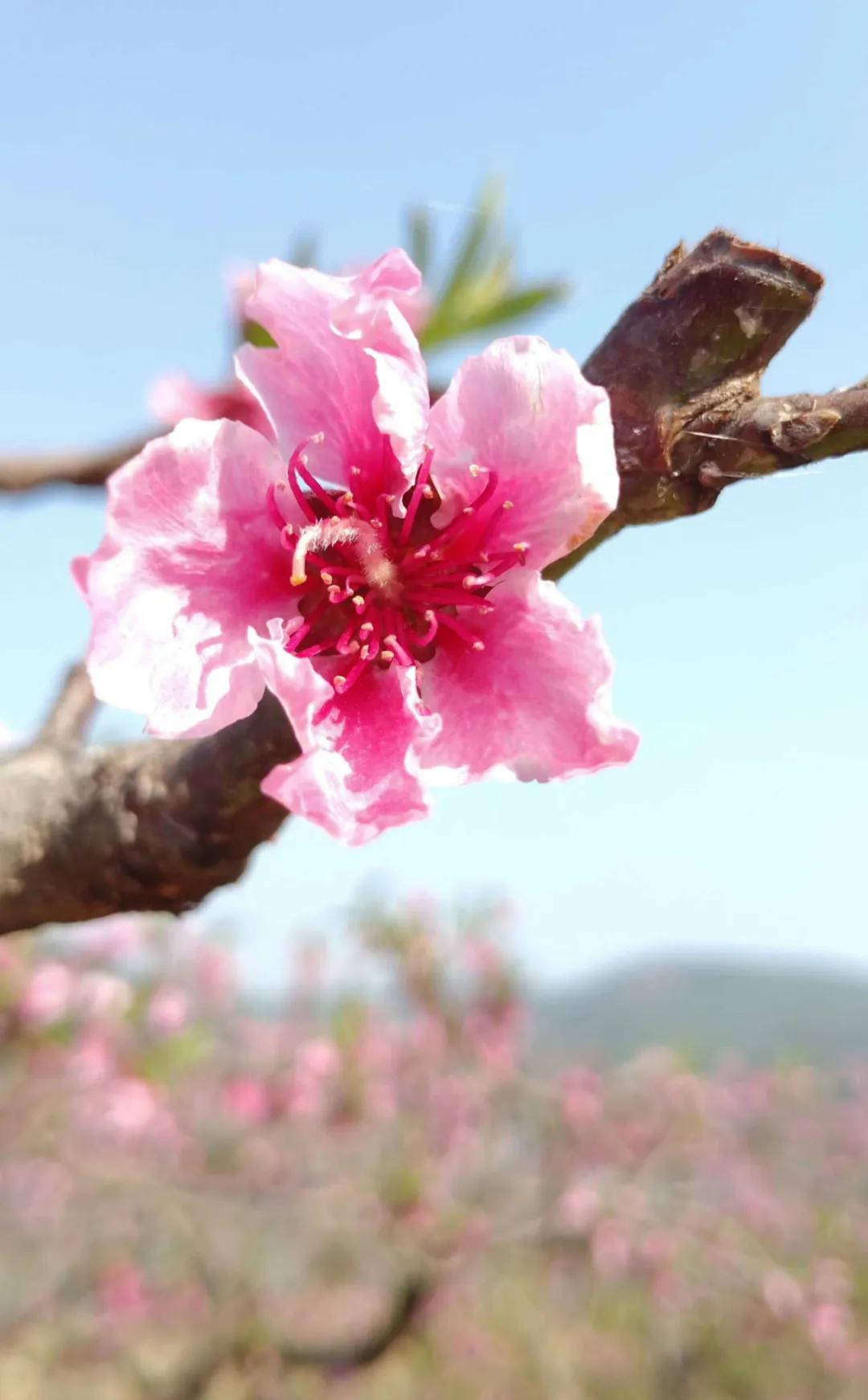 八字算桃花_八字桃花種類_什么八字桃花旺