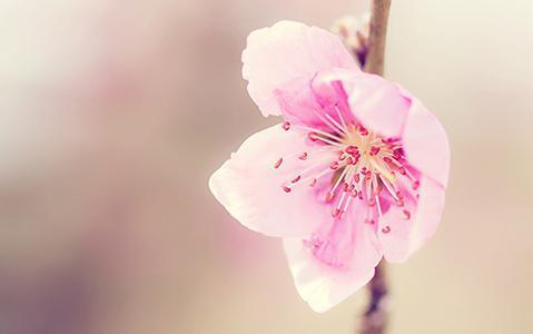 八字測桃花運_八字幾朵桃花算多_八字測桃花免費網