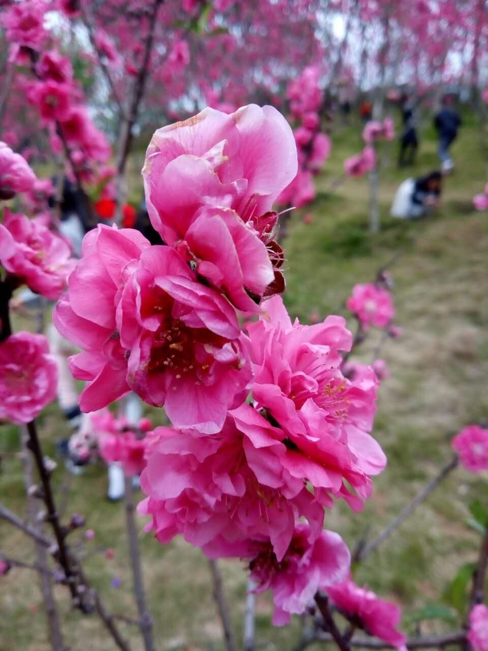 八字婚配，桃花知識_桃花八字_八字桃花種類