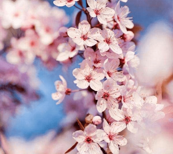 八字看桃花_八字看桃花煞_女命八字桃花看姻緣