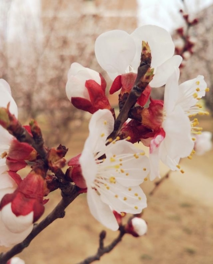 女人桃花八字_八字帶桃花_八字 桃花