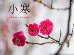 不同年份的屬雞人小寒日出生命局詳細(xì)解析！