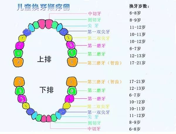 孩子換牙八字牙