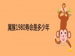 屬猴1980壽命是多少年41歲有一災是真的嗎