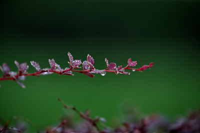 蘆薈開花吉兇預兆有哪些說法？家里放蘆薈是吉是兇？