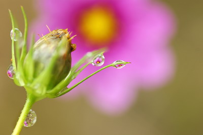 蘆薈開花吉兇預兆有哪些說法？家里放蘆薈是吉是兇？