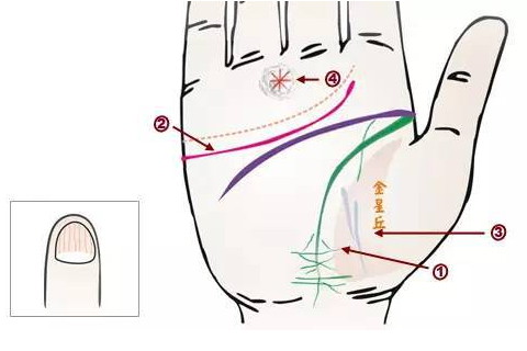 手掌有通天掌紋的含義 富貴過人
