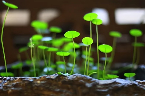 什么八字的人合適養植物呢